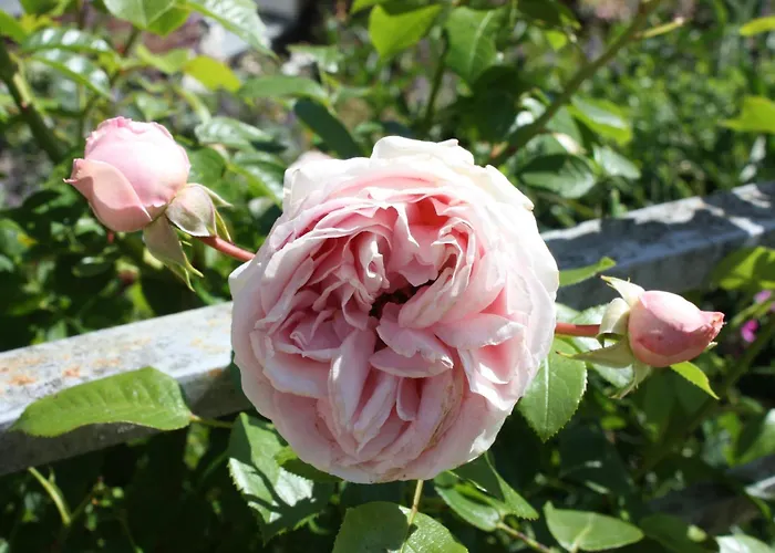 Διαμέρισμα Brodthage, App. 1 *