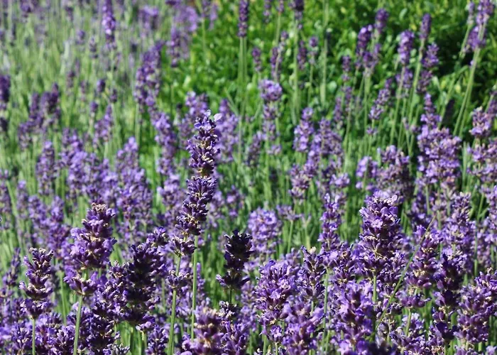 Brodthage, App. 1 Διαμέρισμα Walkenried